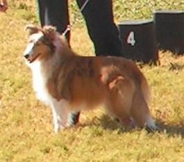 ukc show at 7 months